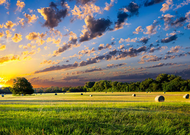 The Easy and Stress-Free Way to Handle Texas Driving Requirements